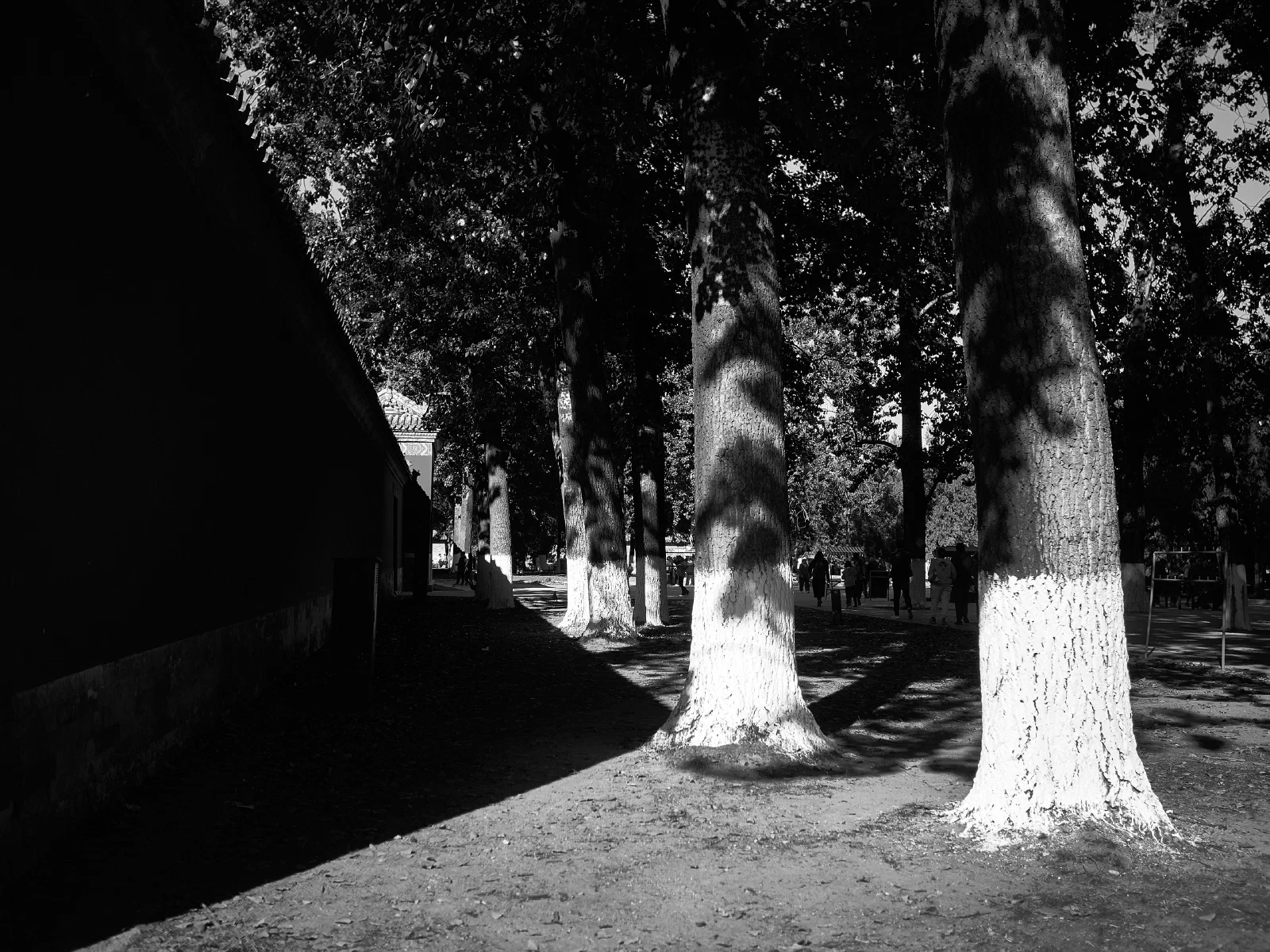 Whitewashed tree trunks line a park path as people pass through the shade.