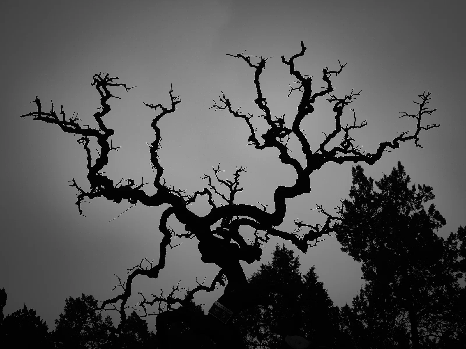 Branches, roots and fallen wood in a forest