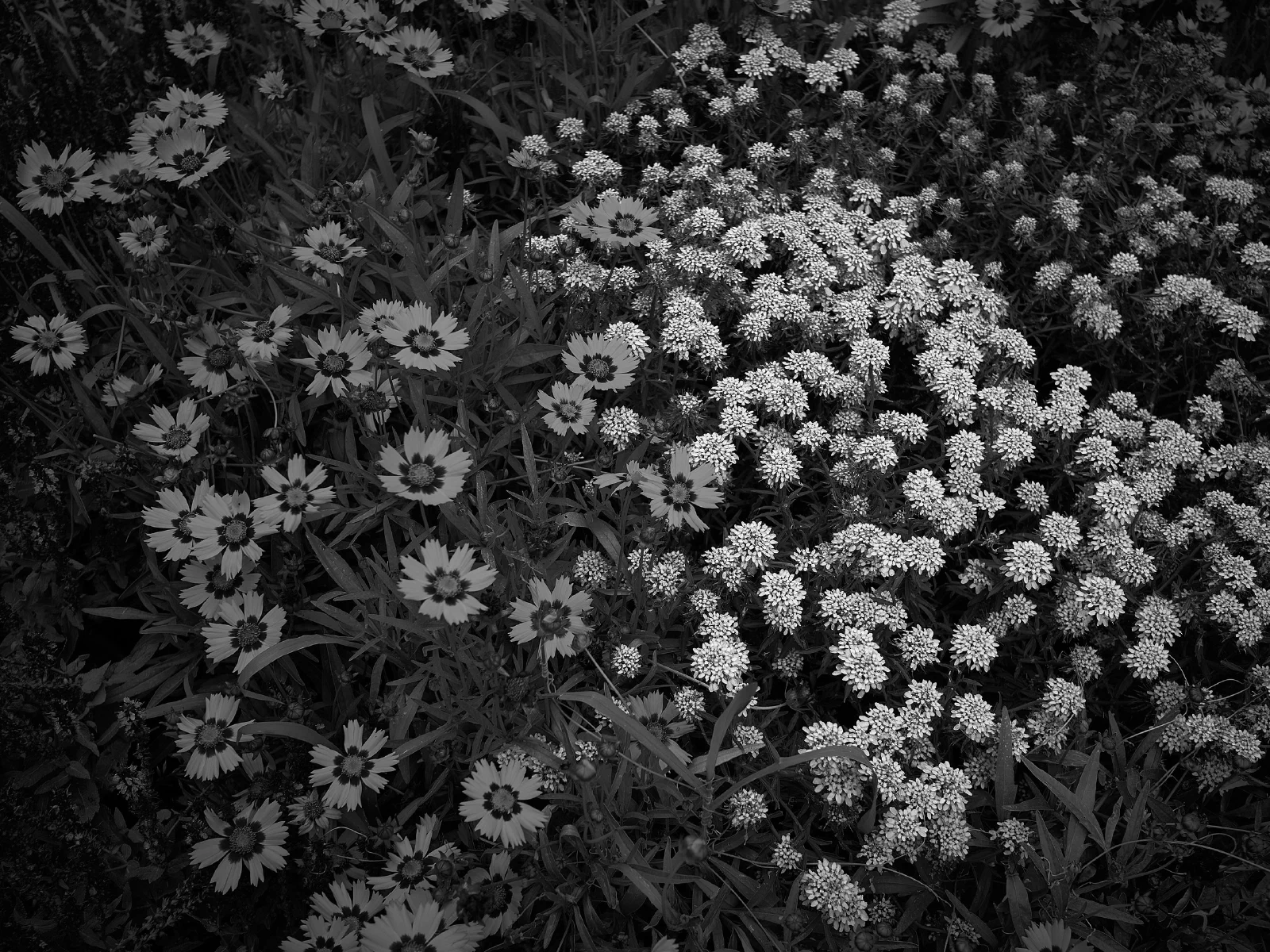 Open flowers