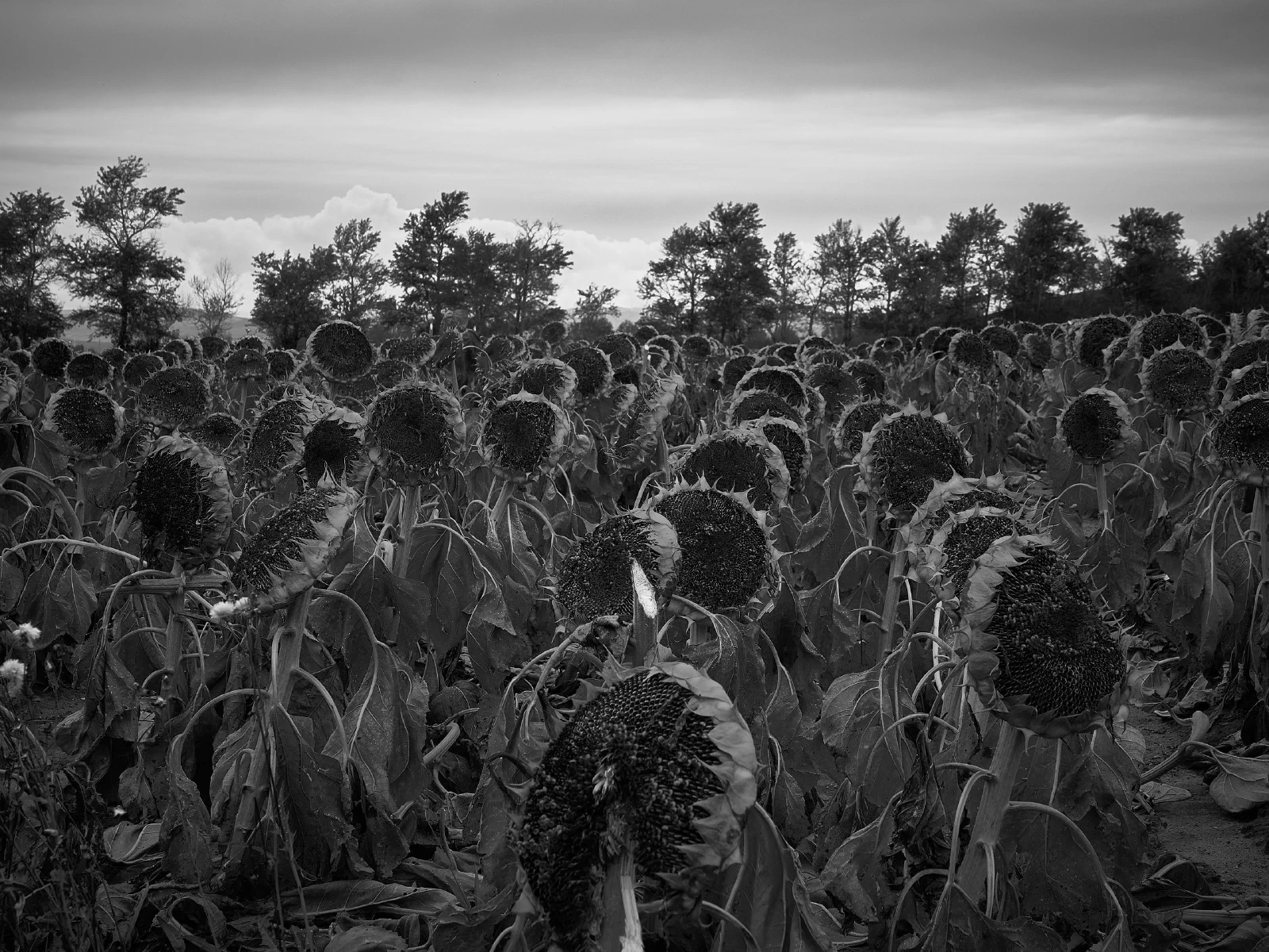 Sunflowers with bent heads