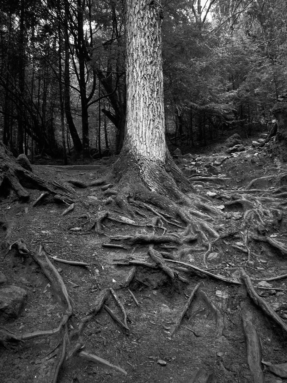 Branches, roots and fallen wood in a forest
