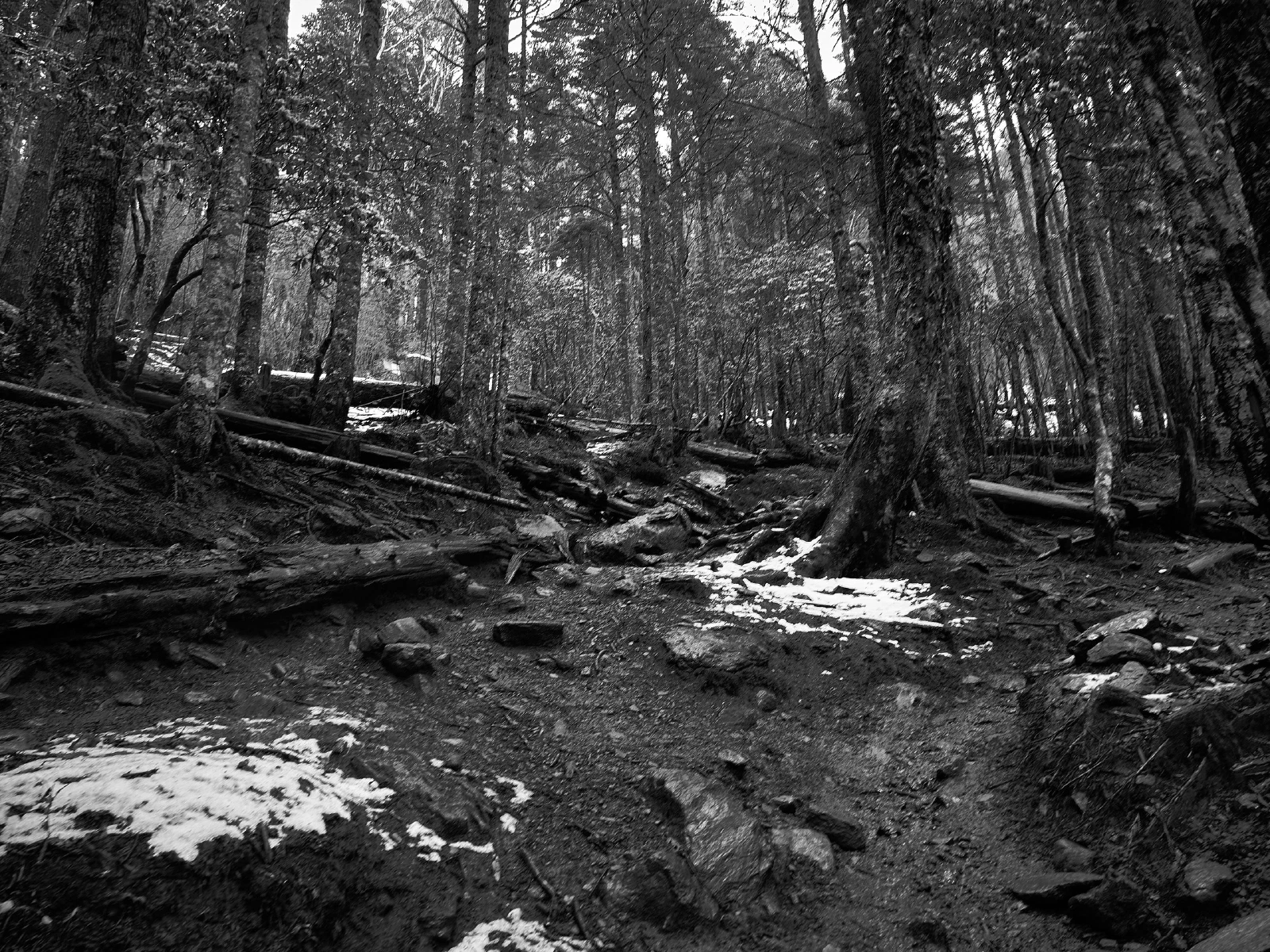 Branches, roots and fallen wood in a forest