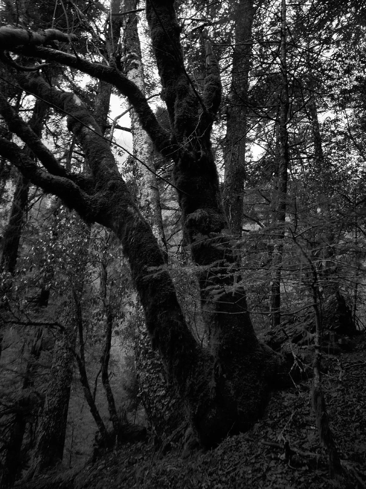 Branches, roots and fallen wood in a forest