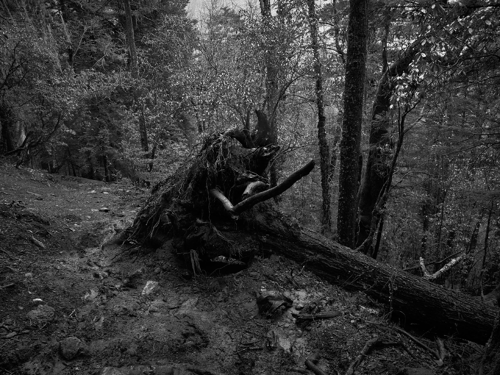 Branches, roots and fallen wood in a forest