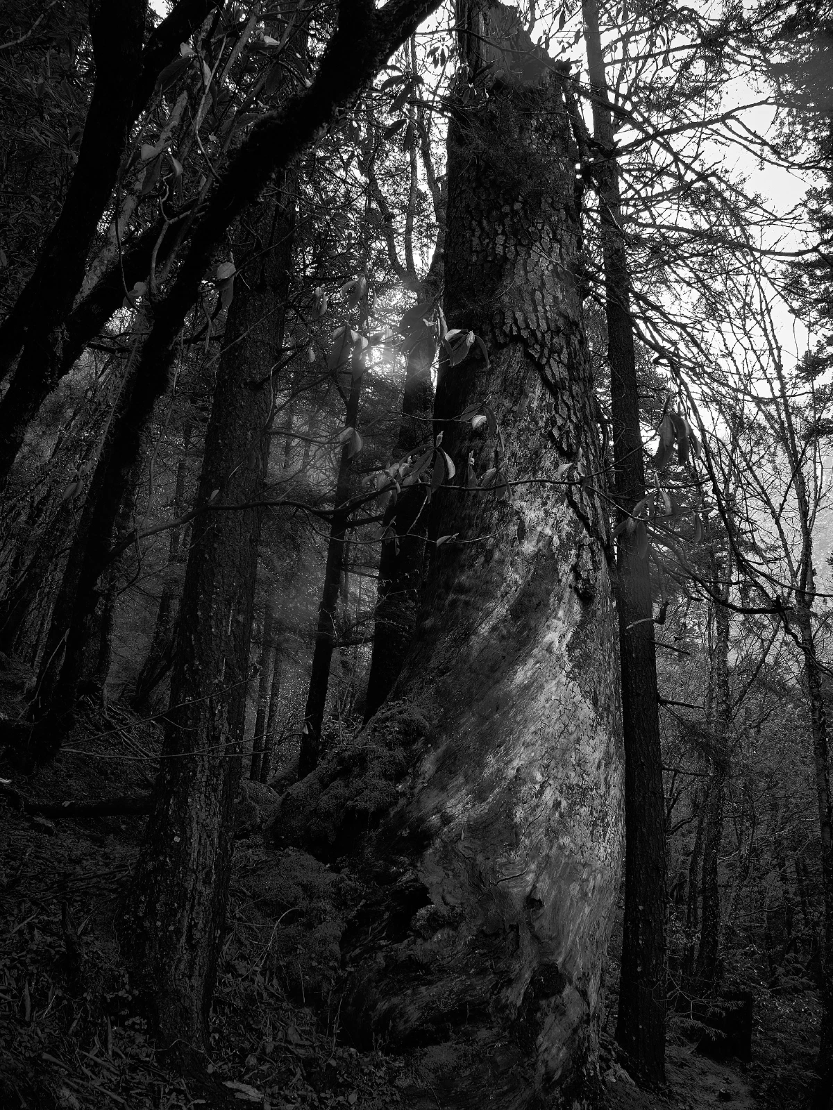 Branches, roots and fallen wood in a forest