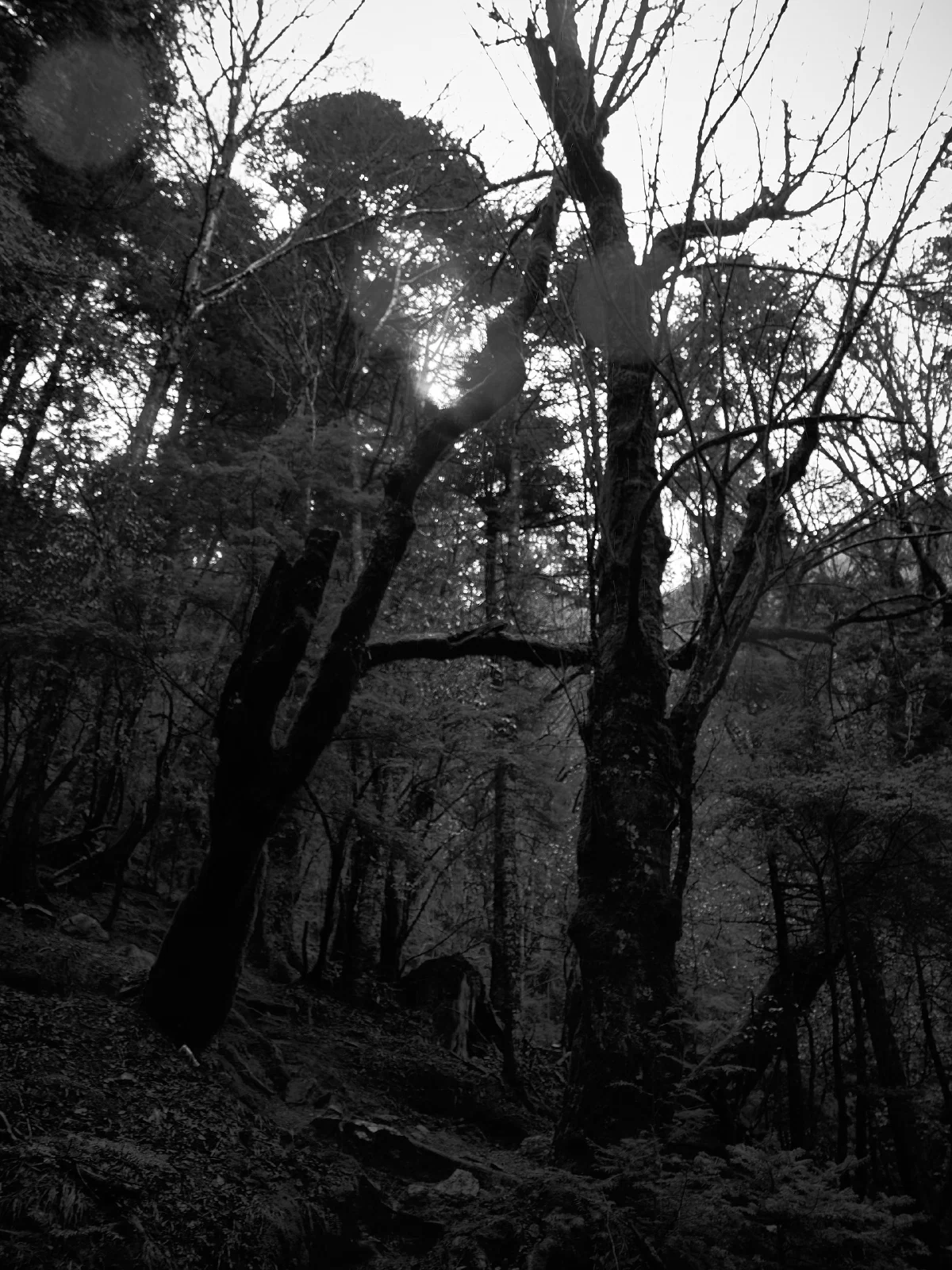 Branches, roots and fallen wood in a forest