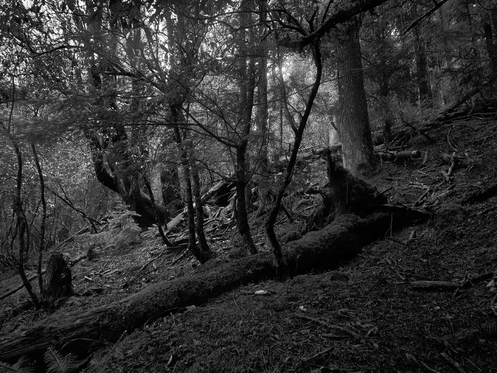 Branches, roots and fallen wood in a forest