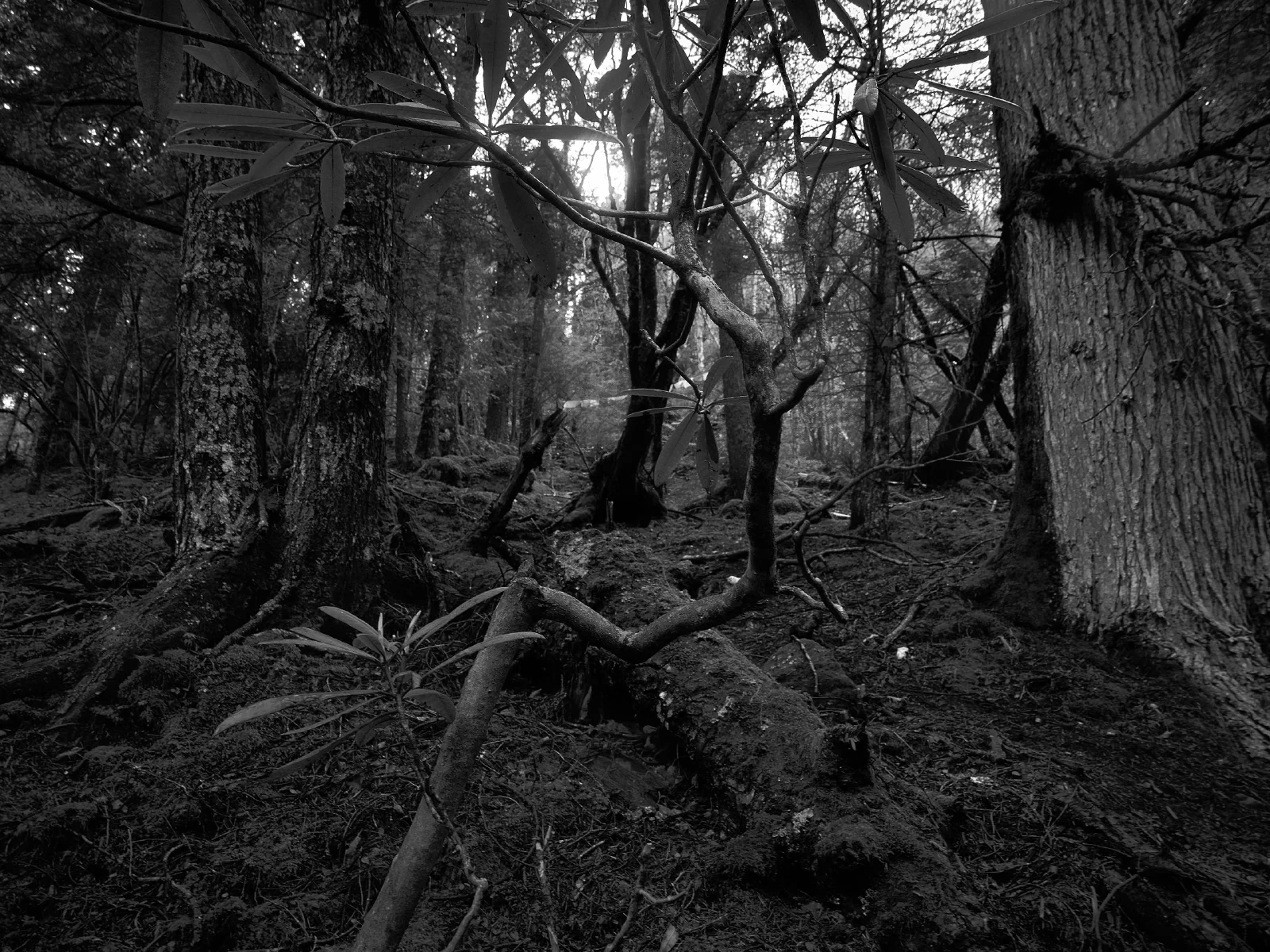 Branches, roots and fallen wood in a forest