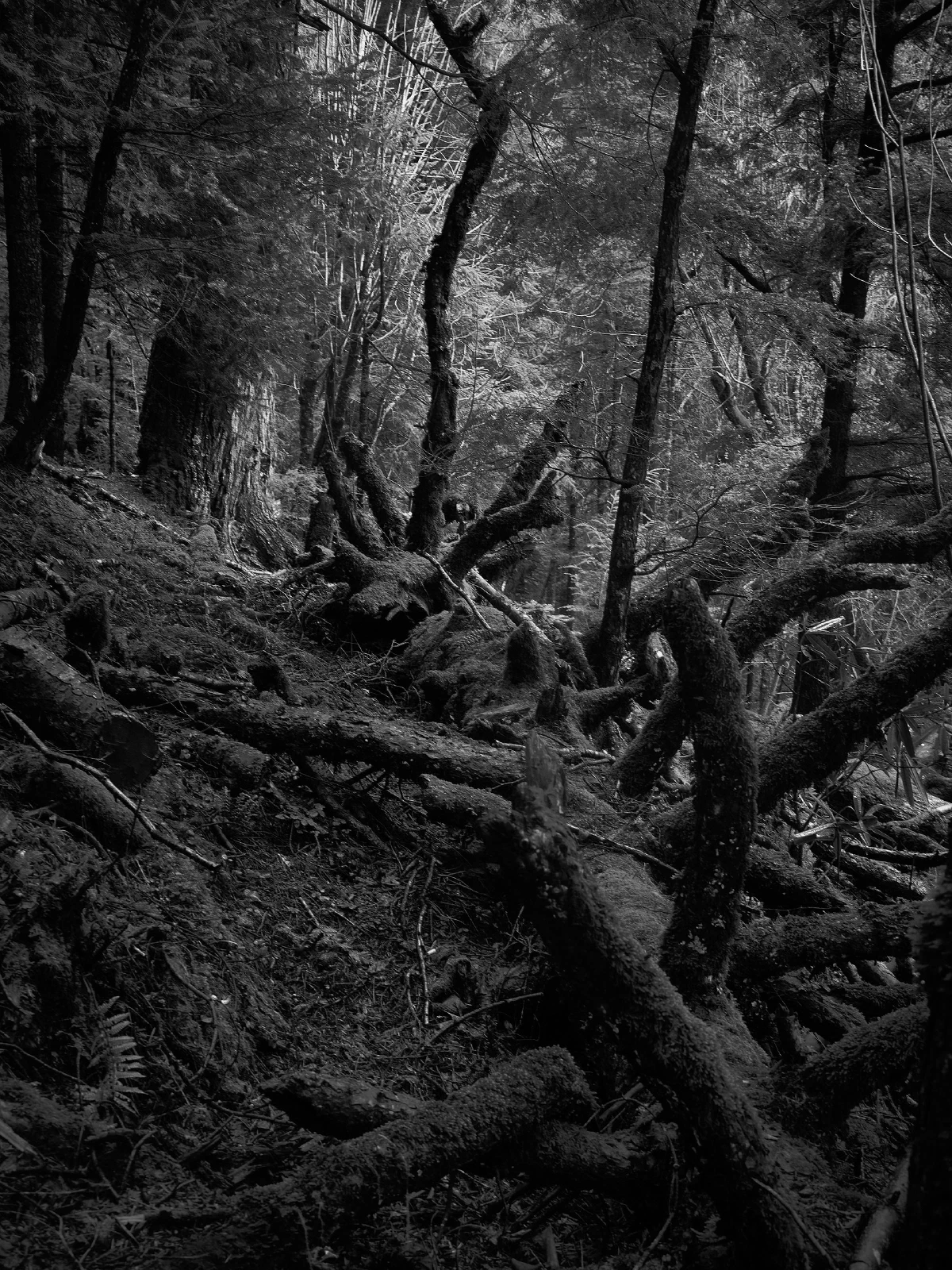 Branches, roots and fallen wood in a forest