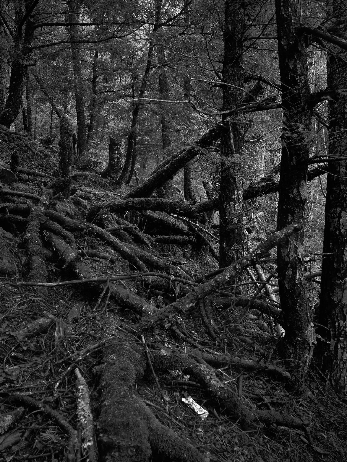 Branches, roots and fallen wood in a forest