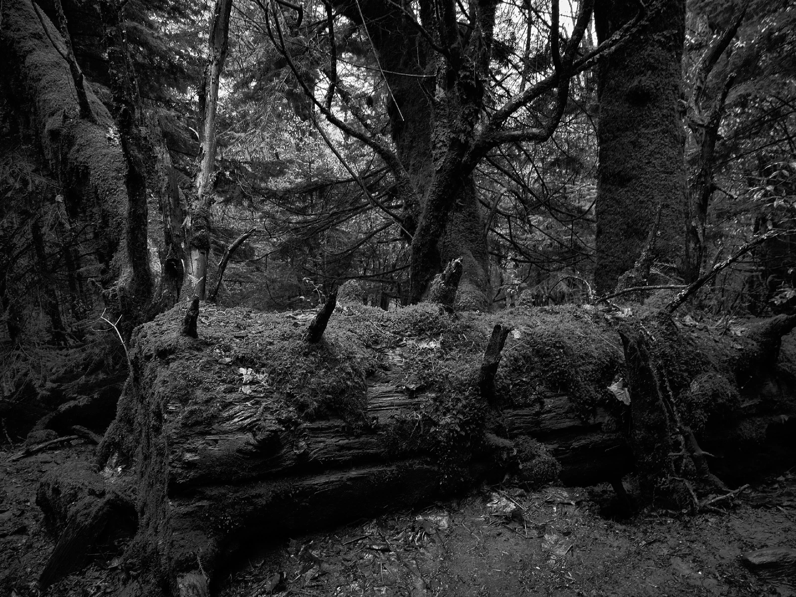 Branches, roots and fallen wood in a forest