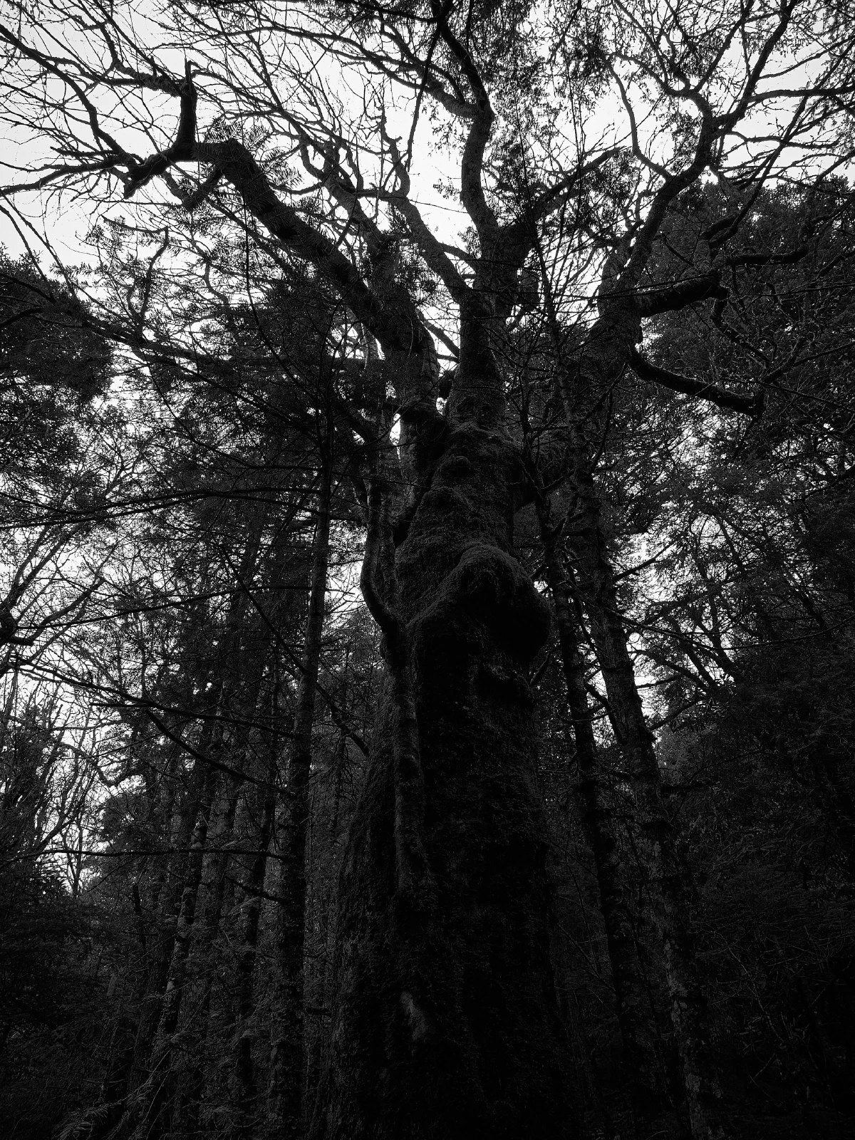 Branches, roots and fallen wood in a forest