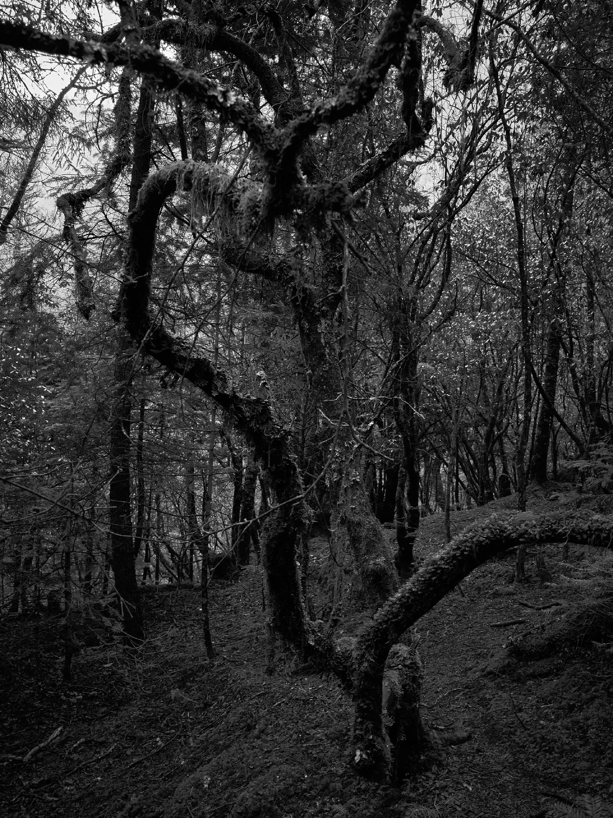 Branches, roots and fallen wood in a forest