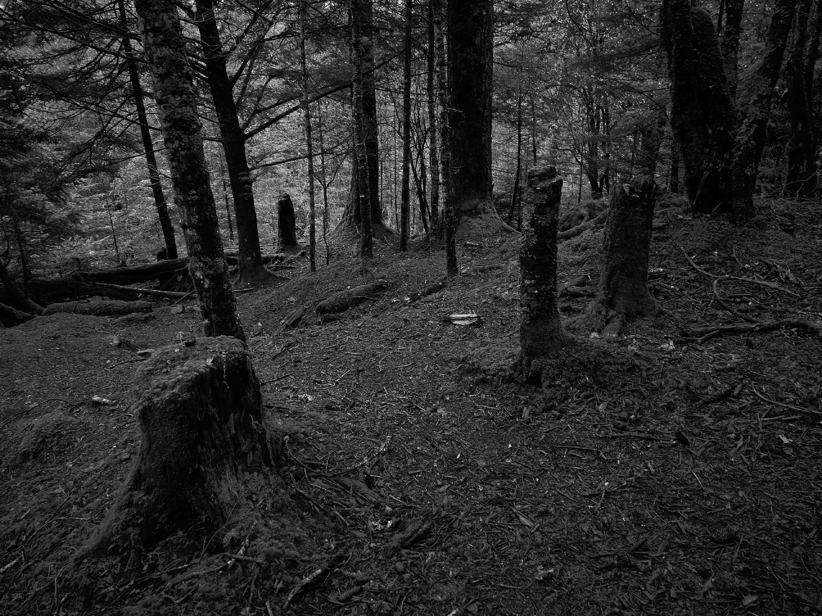 Branches, roots and fallen wood in a forest