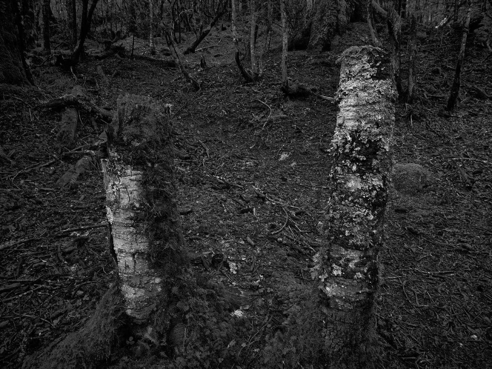 Branches, roots and fallen wood in a forest