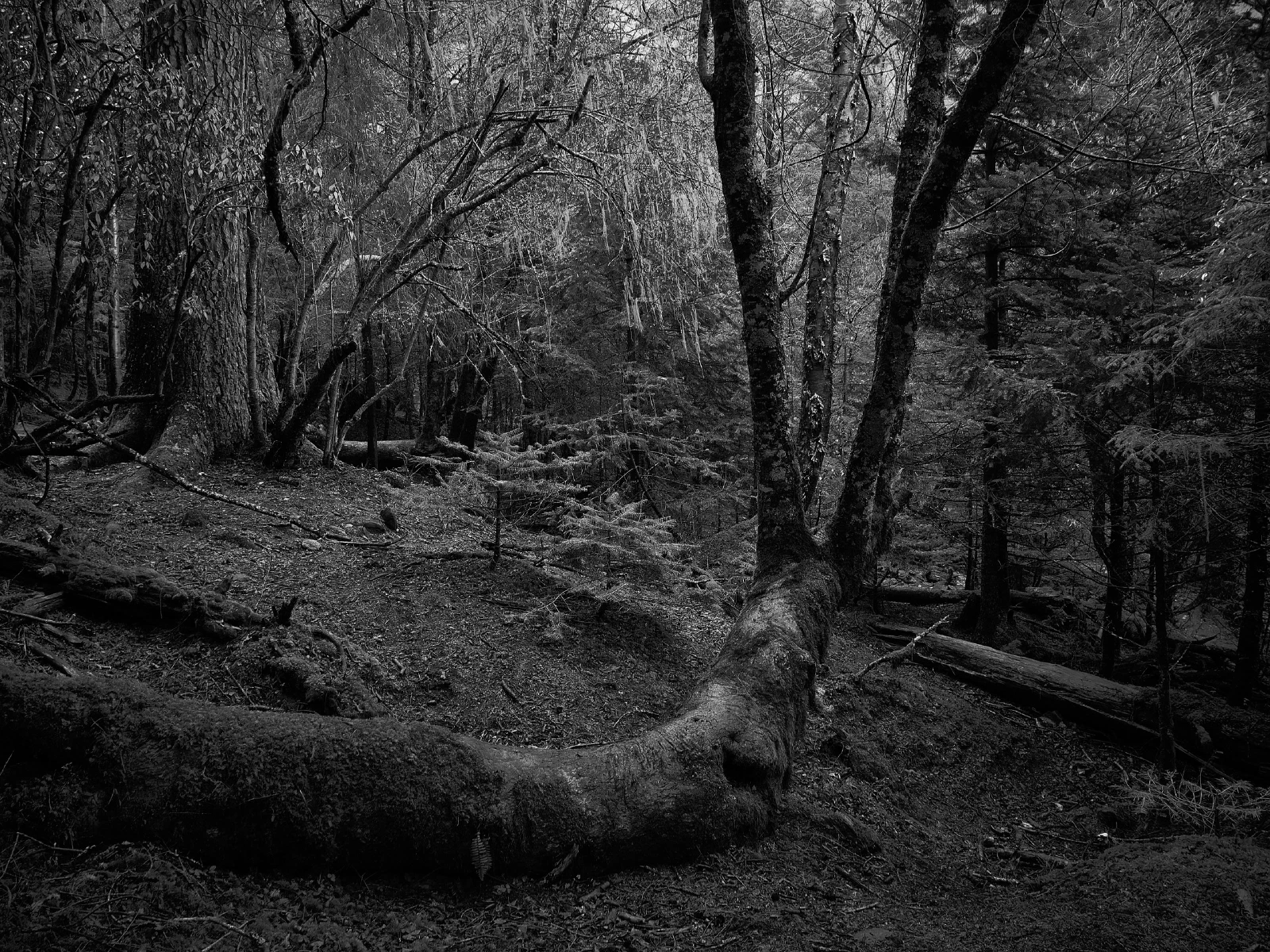 Branches, roots and fallen wood in a forest