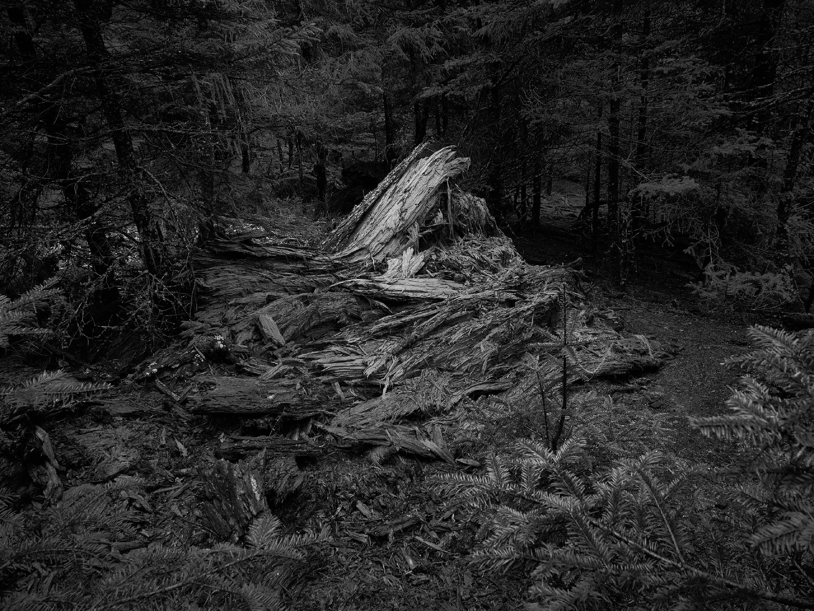 Branches, roots and fallen wood in a forest