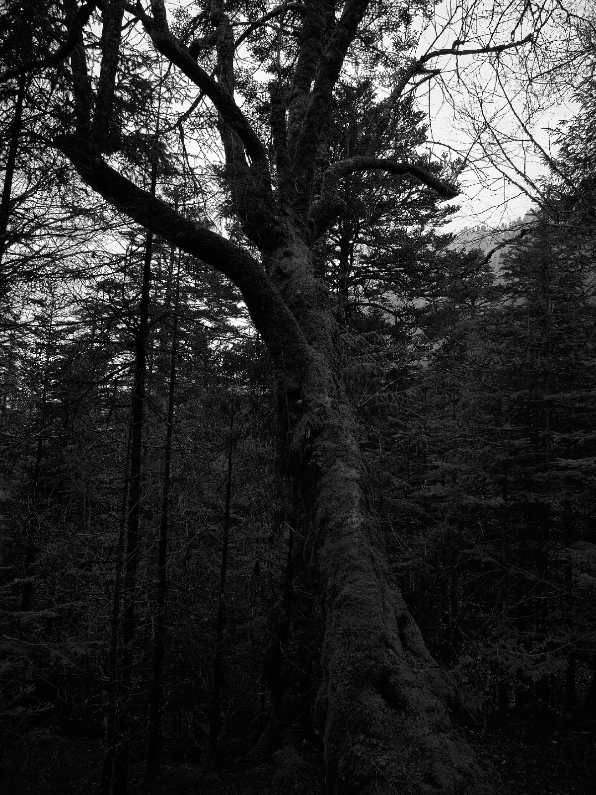 Branches, roots and fallen wood in a forest