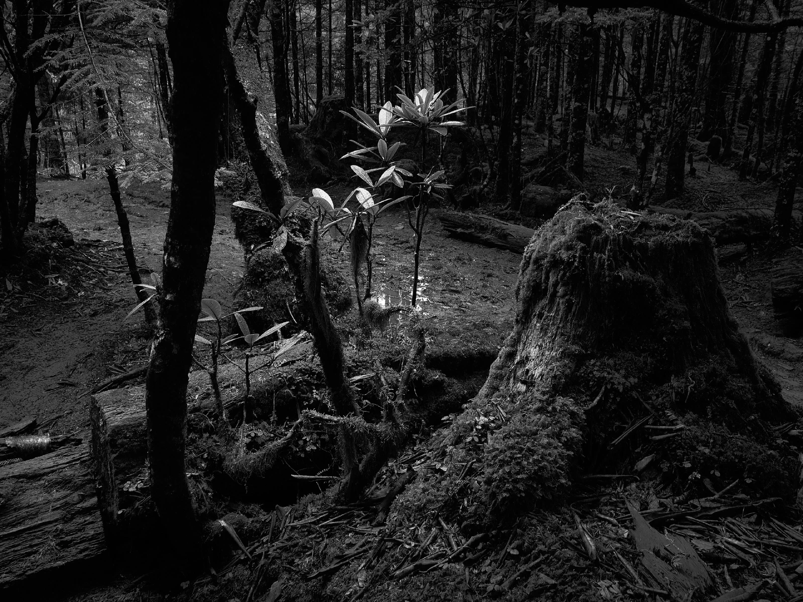 Branches, roots and fallen wood in a forest