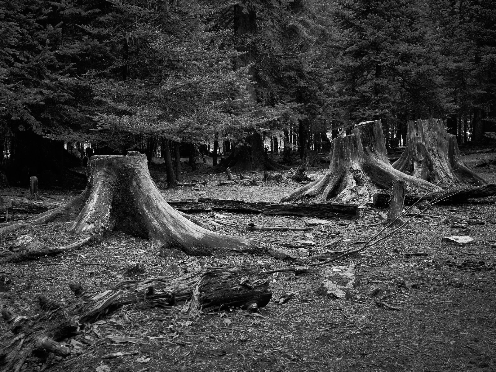 Branches, roots and fallen wood in a forest