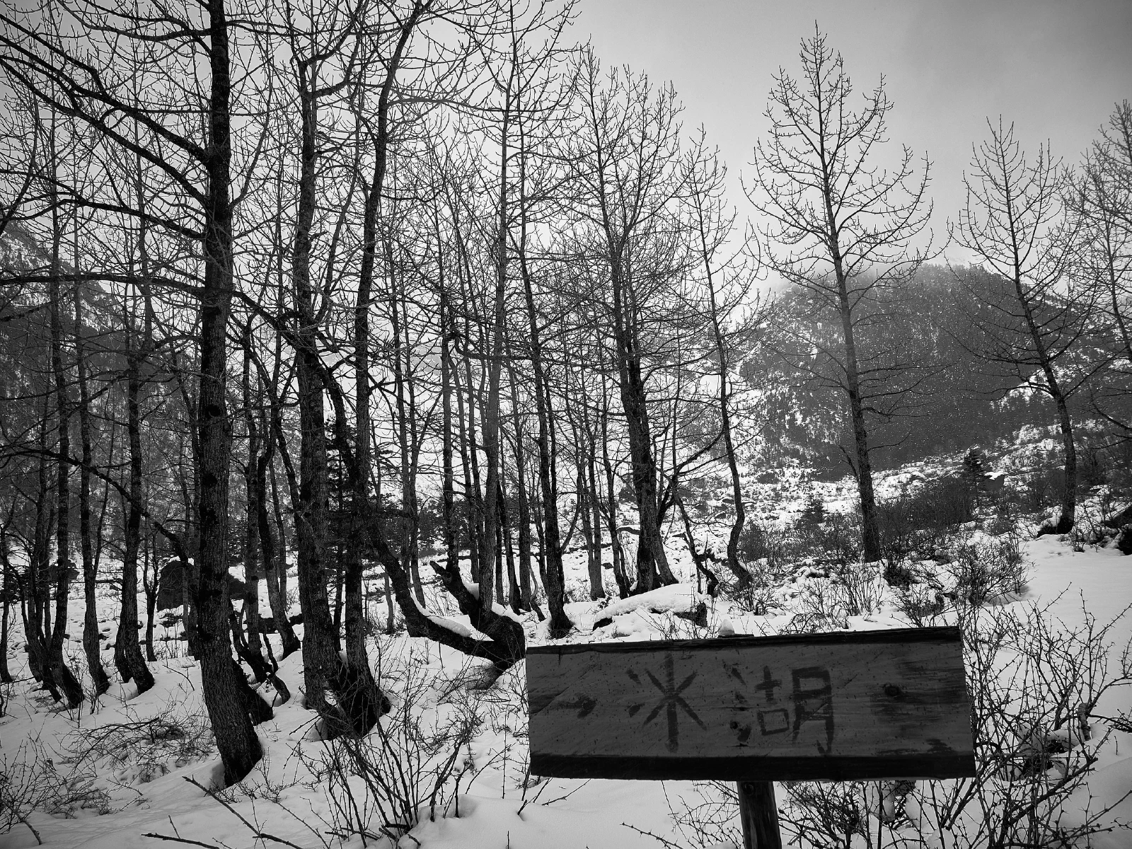 Trees among patches of snow