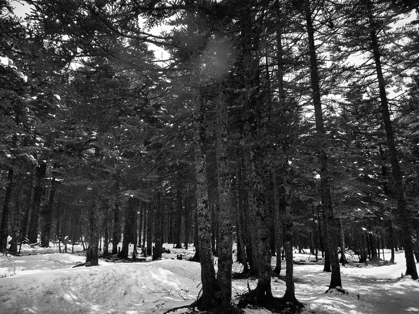 Trees among patches of snow