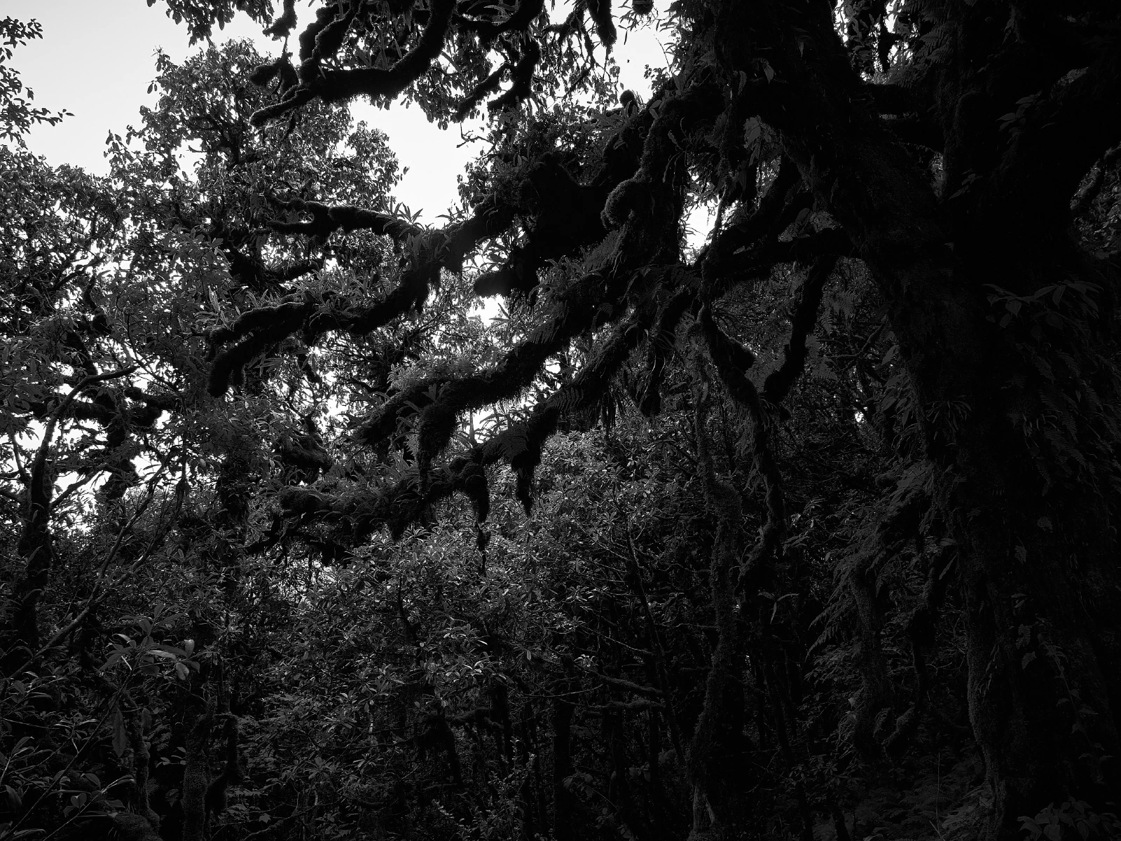 Branches, roots and fallen wood in a forest