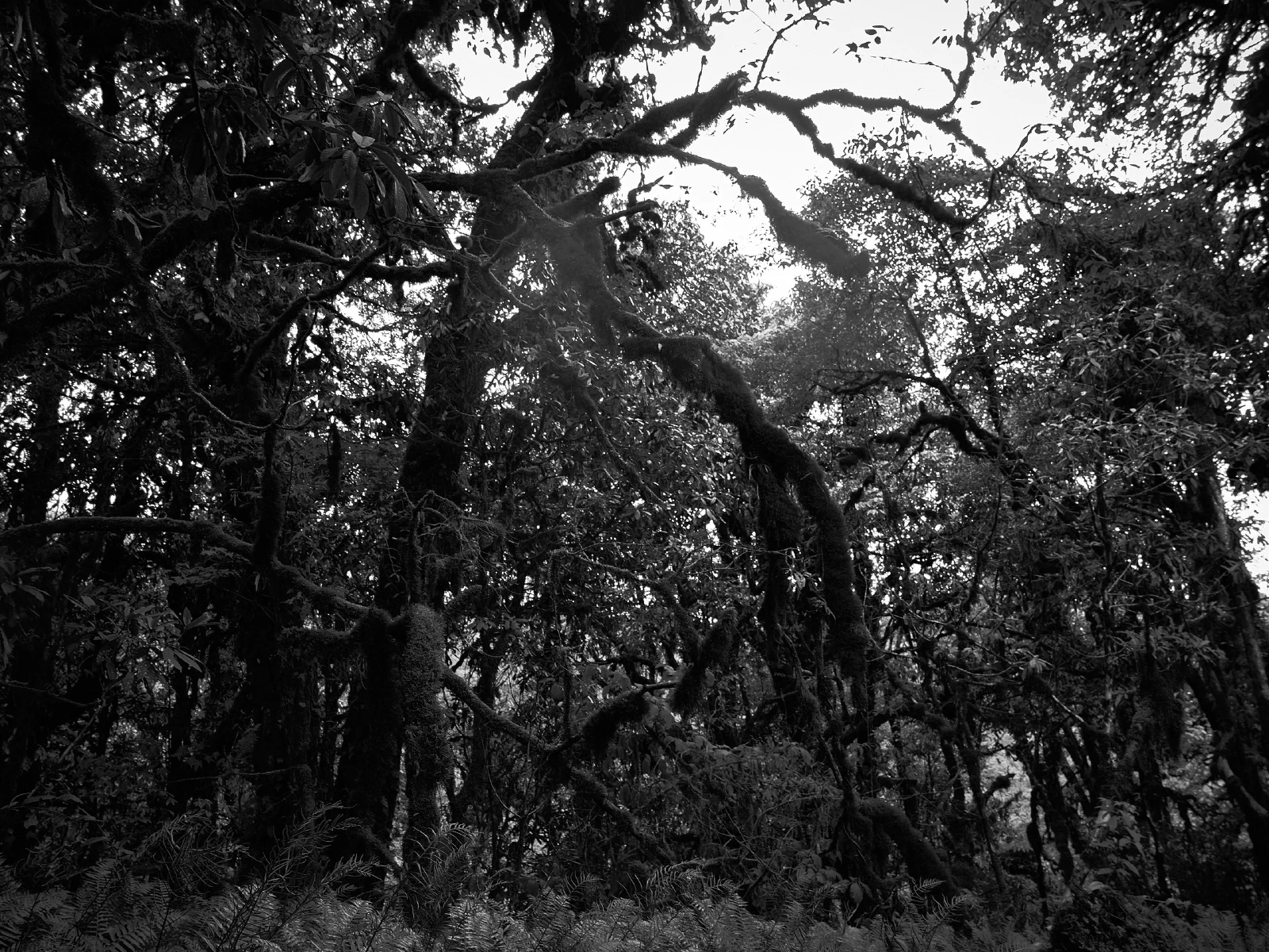 Branches, roots and fallen wood in a forest