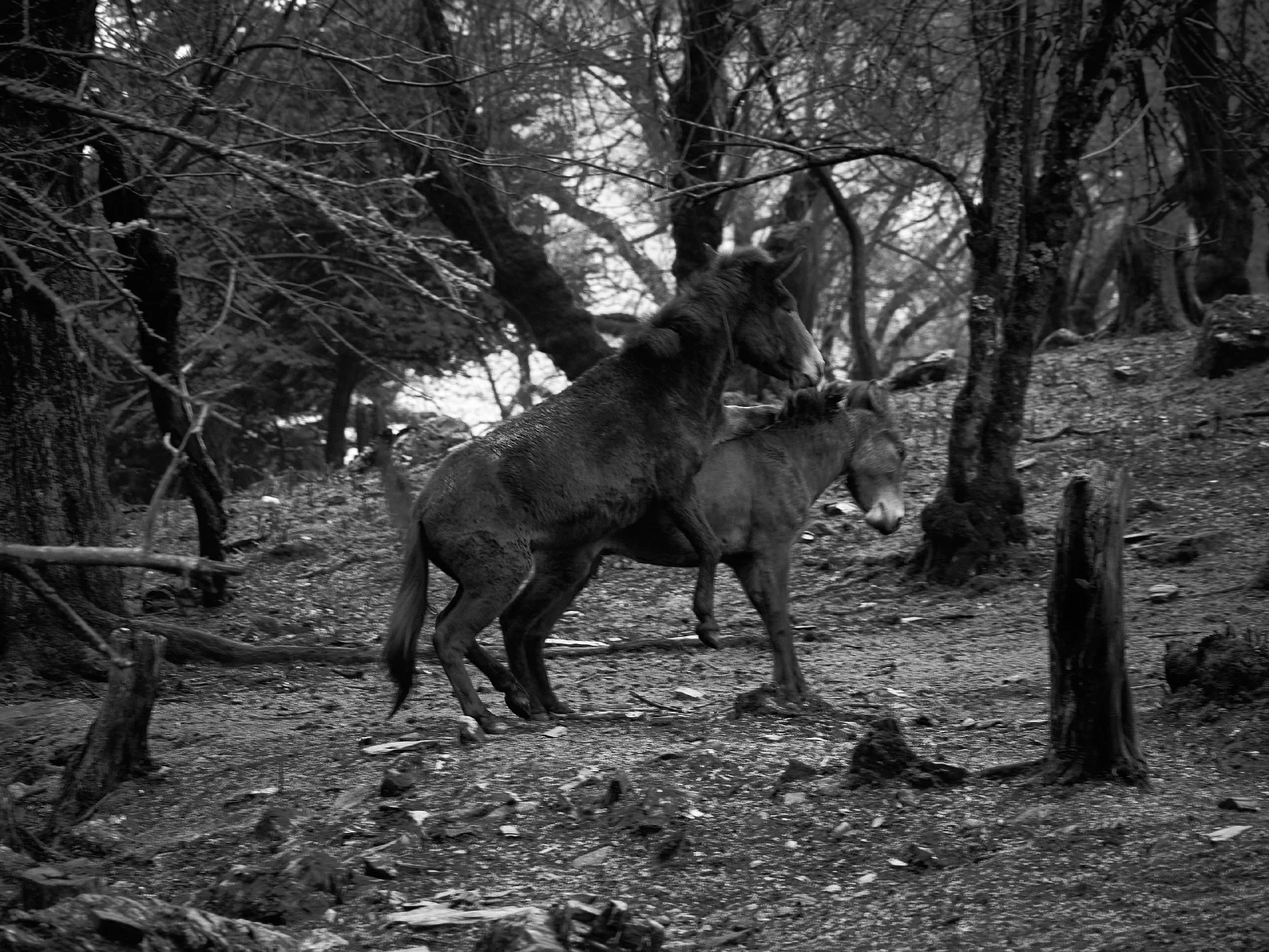Two donkeys mating among trees.