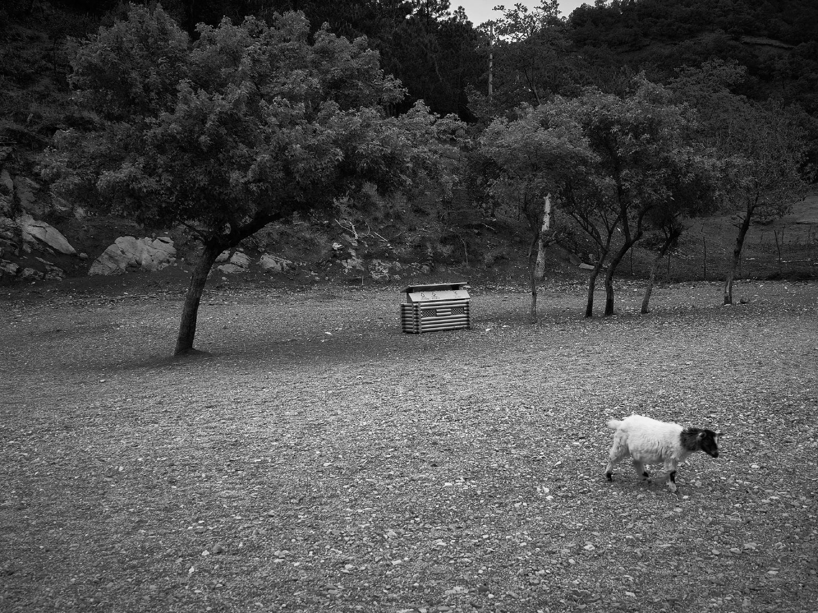 An animal among trees