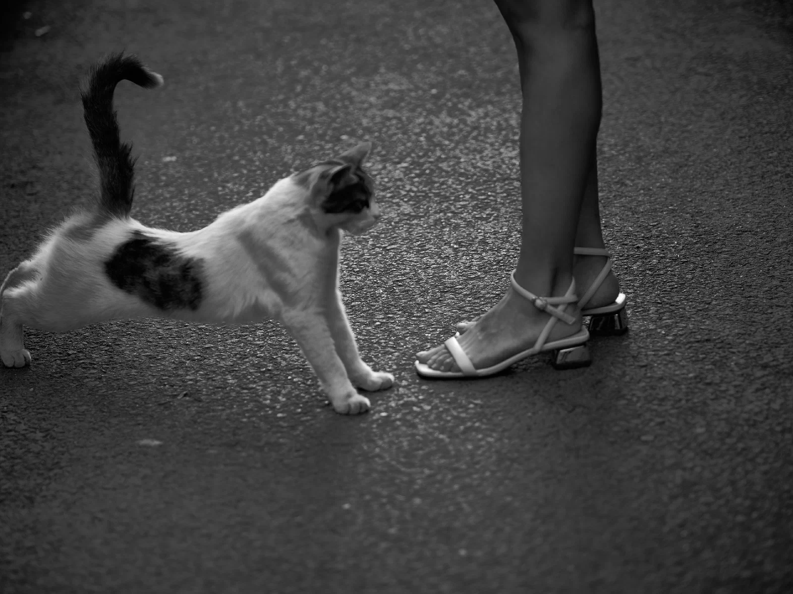 A cat approaching the legs of a person wearing sandals