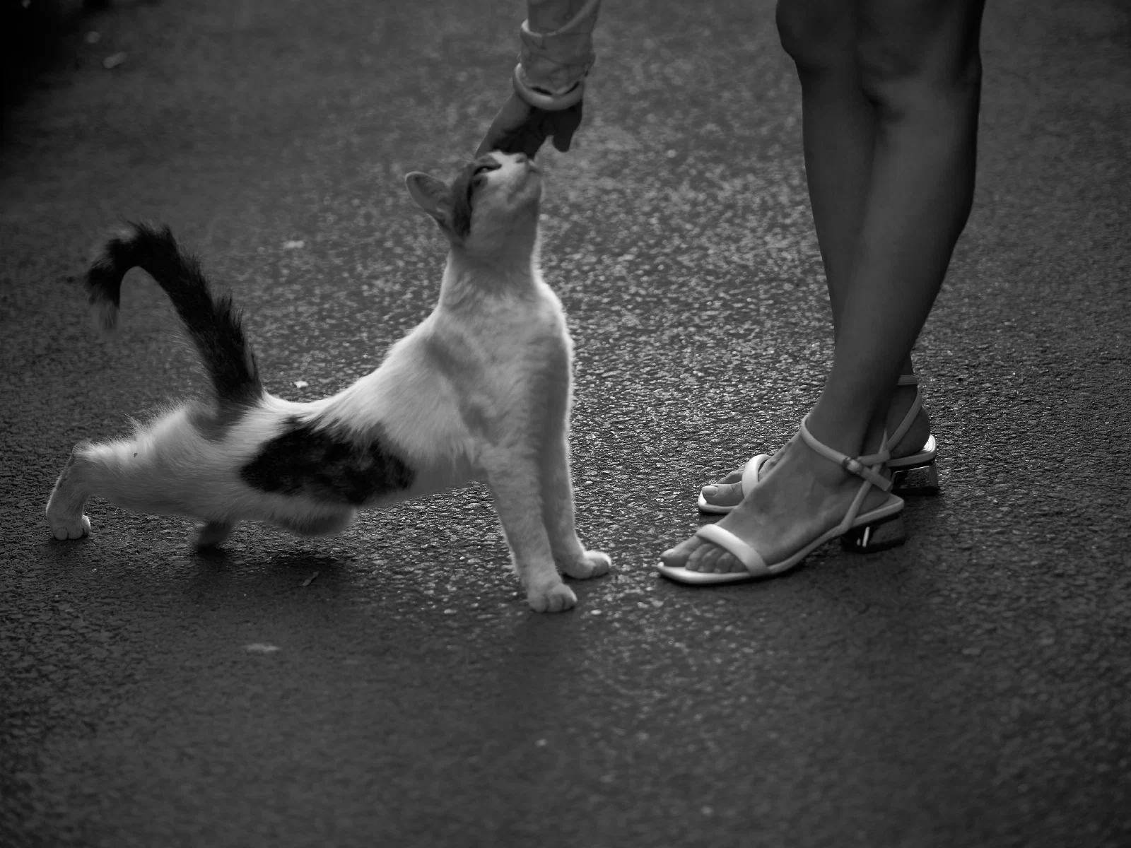 A cat lifting its head to touch an outstretched finger beside a person's legs