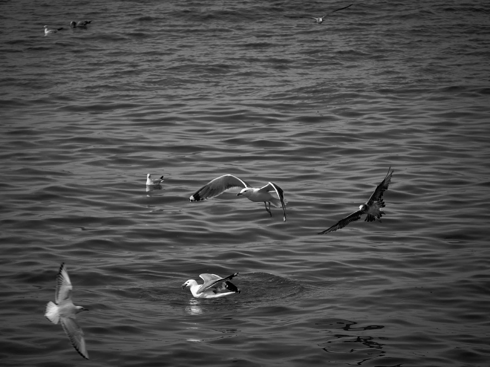 Birds over water or against the sky
