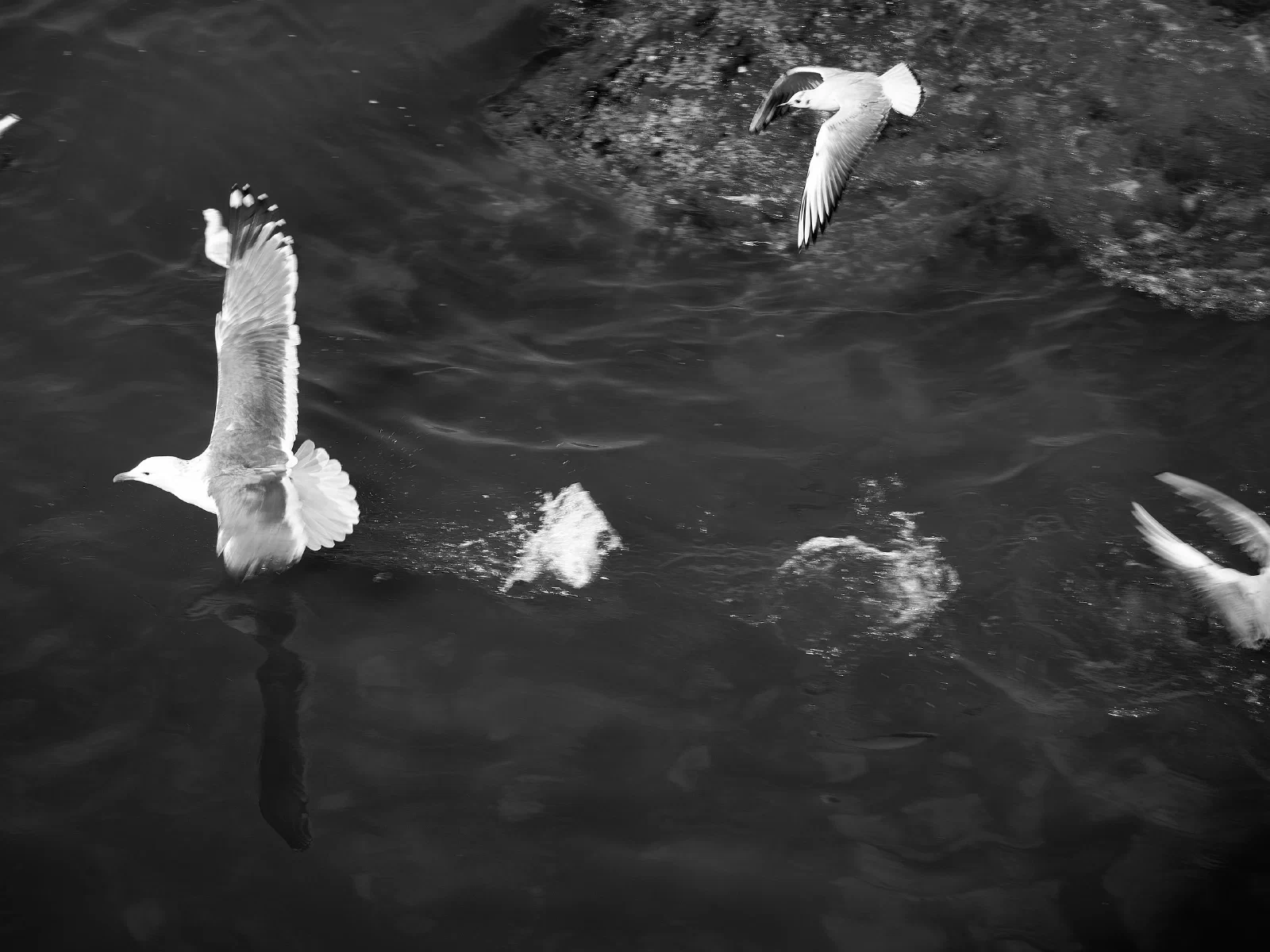 Birds over water or against the sky