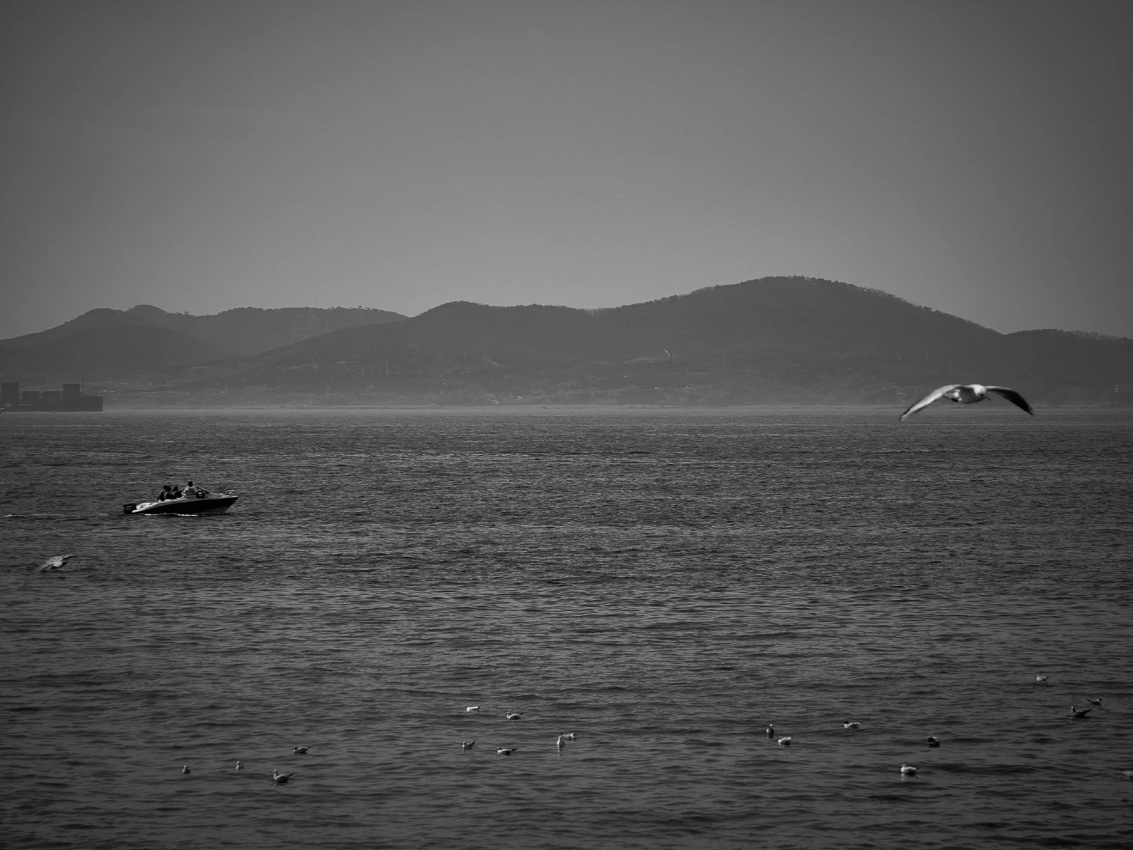 Birds over water or against the sky