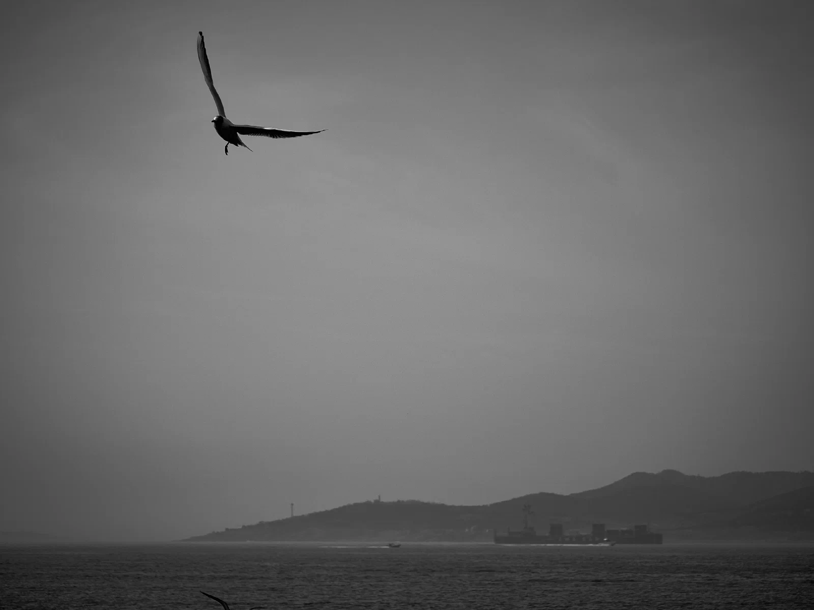 Birds over water or against the sky