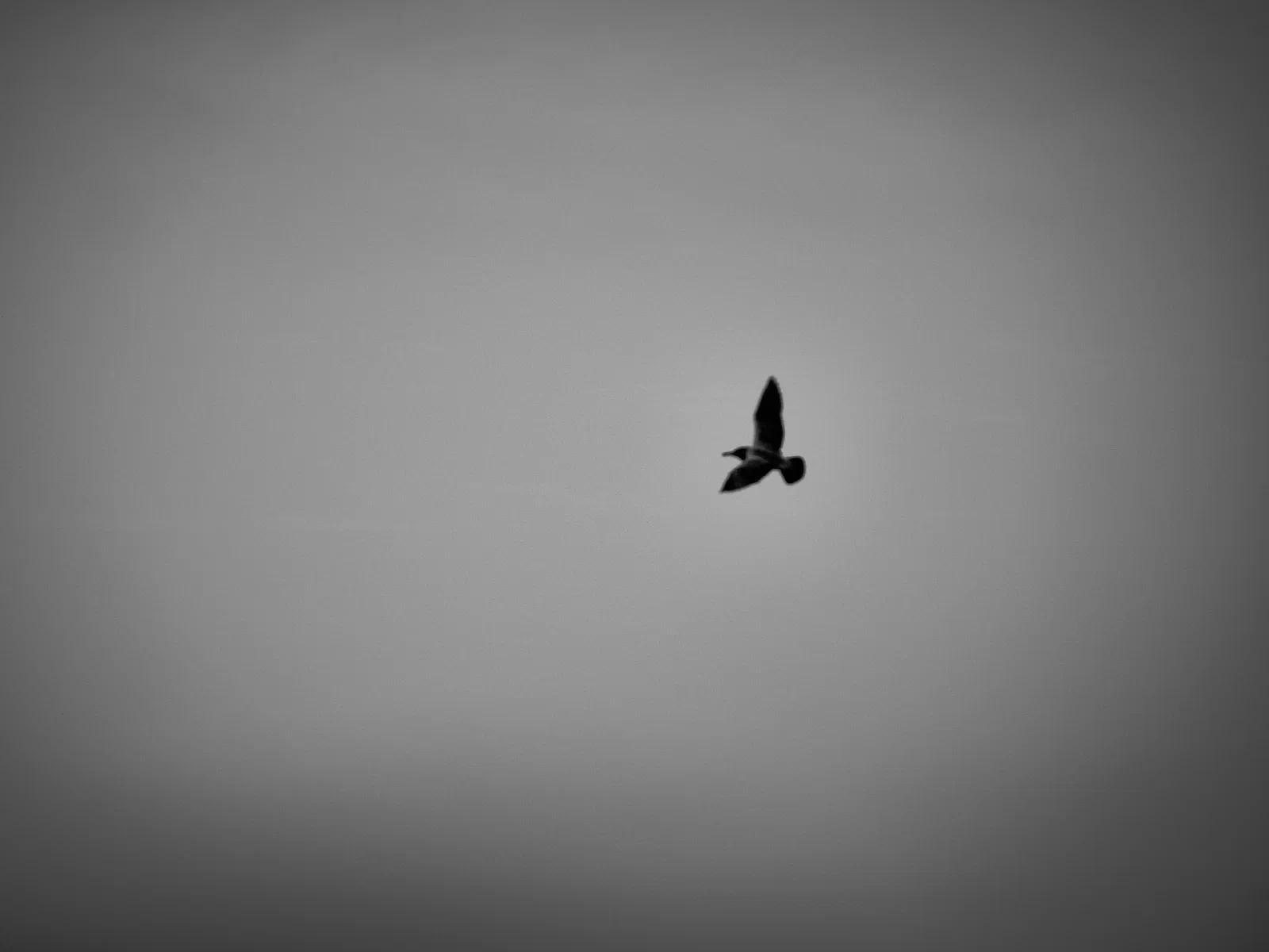 Birds over water or against the sky