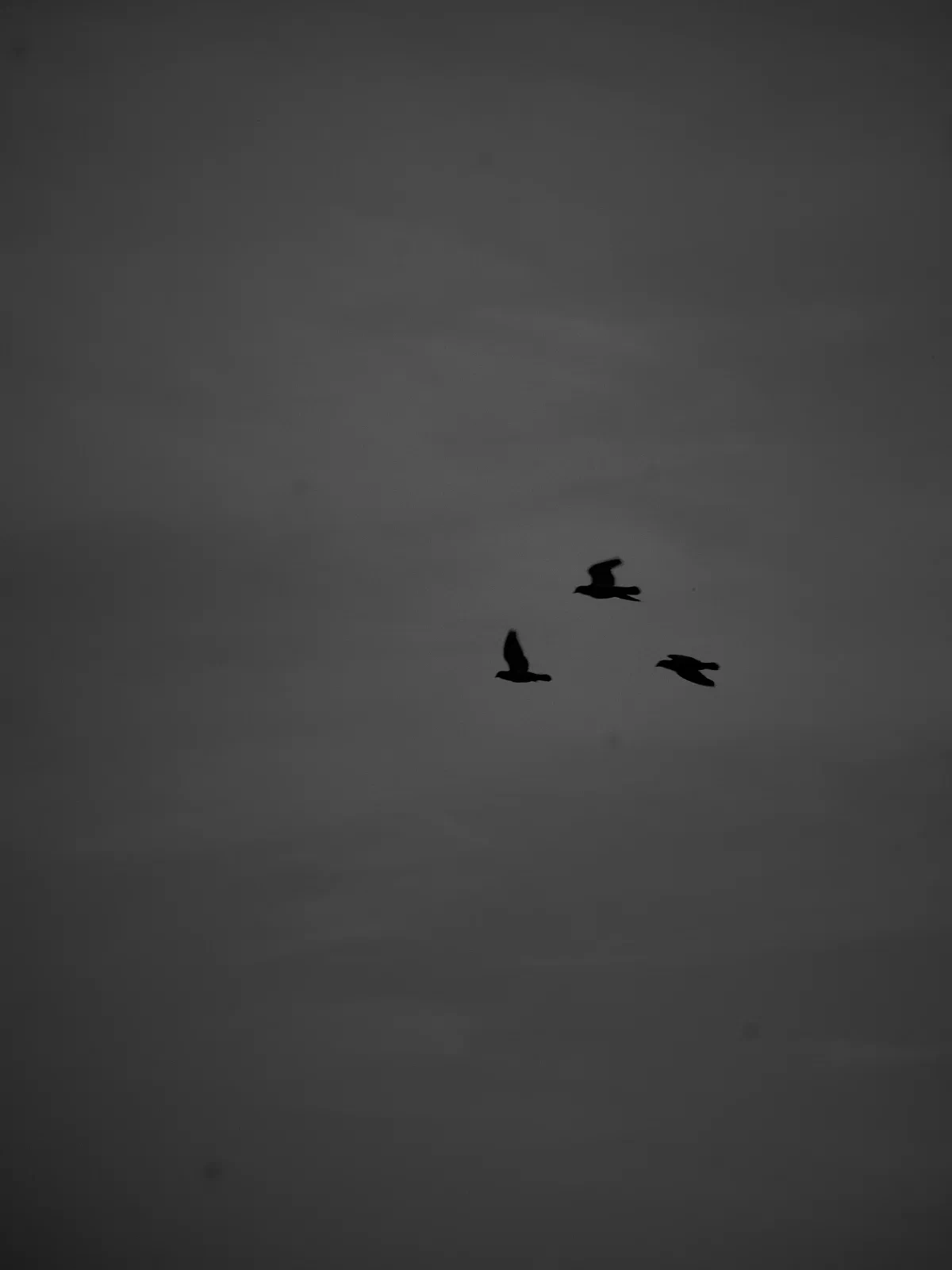 Birds over water or against the sky