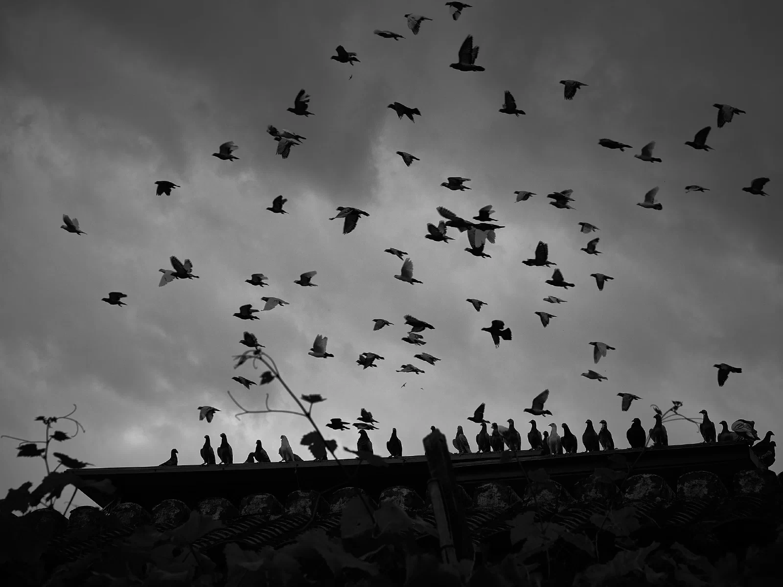 Birds over water or against the sky