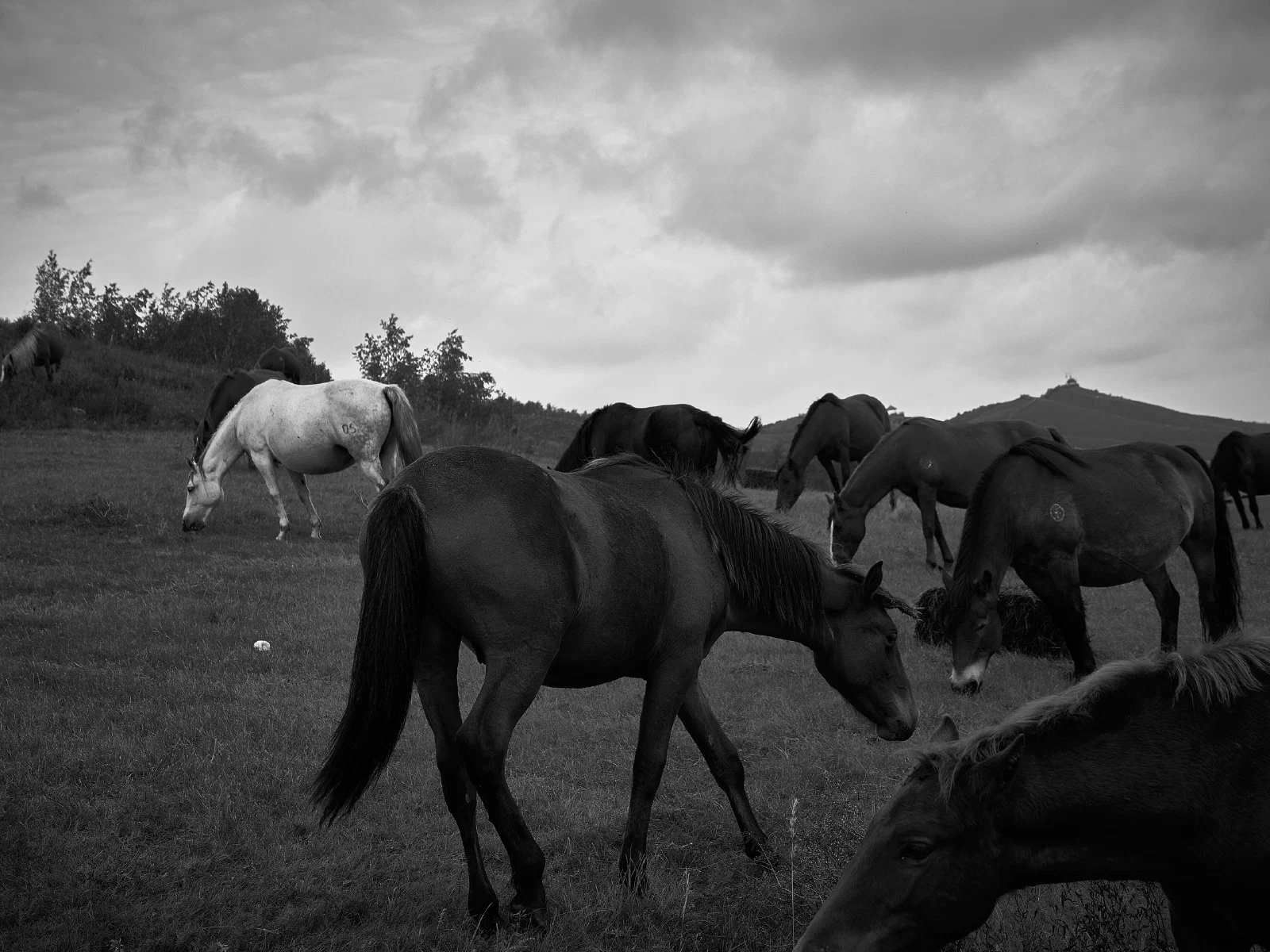 Horses on a grassy ridge beneath the sky