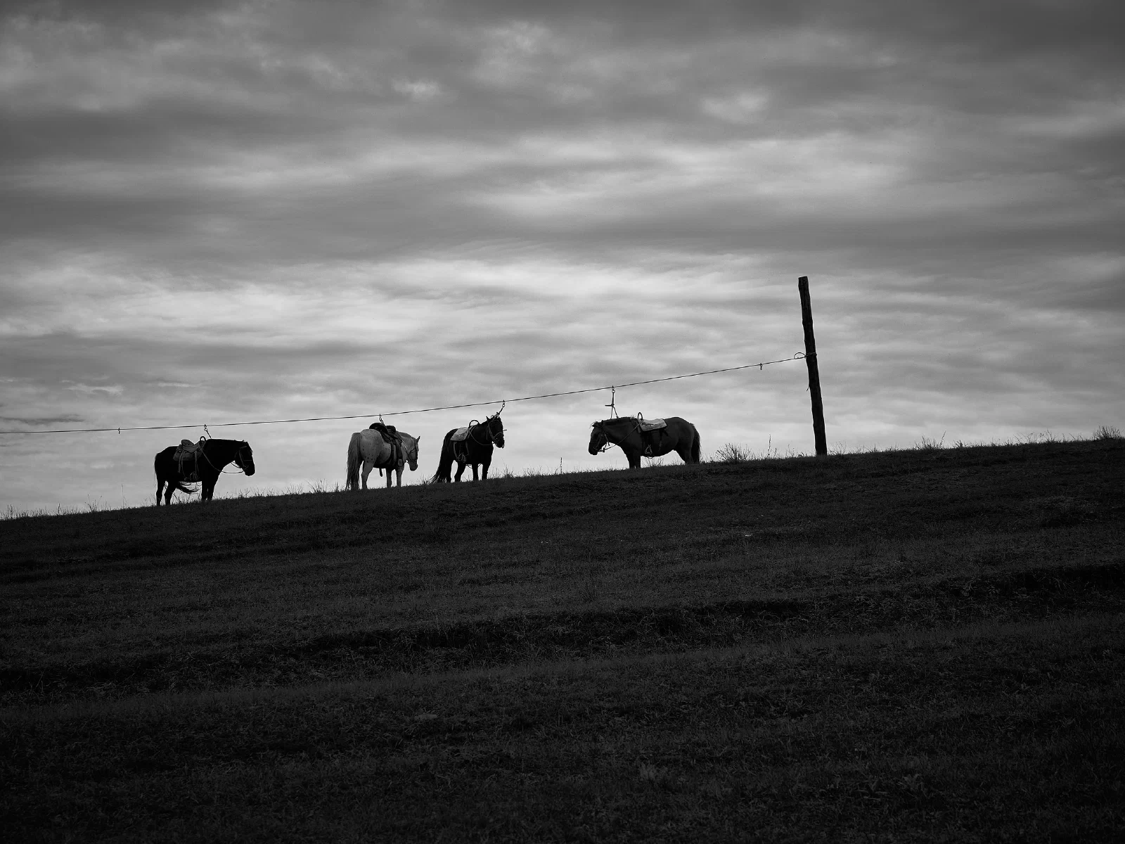 Horses on a grassy ridge beneath the sky