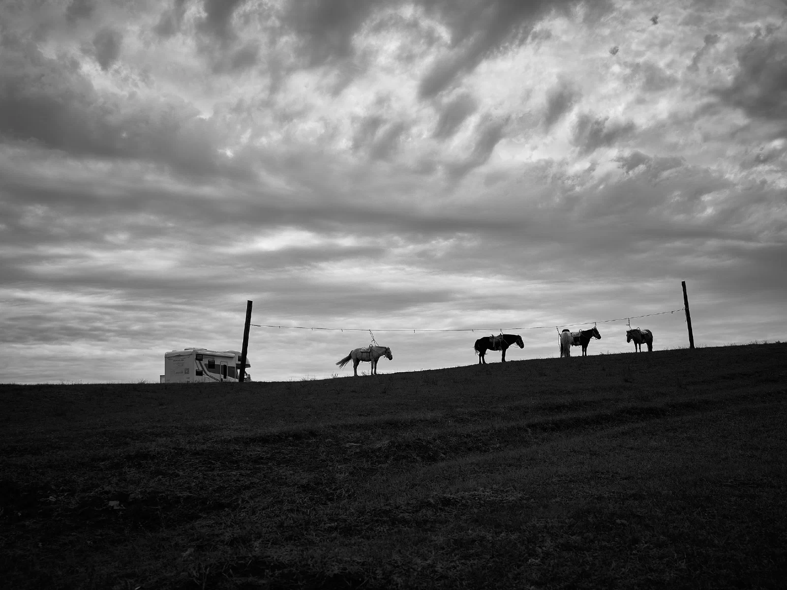 Horses on a grassy ridge beneath the sky
