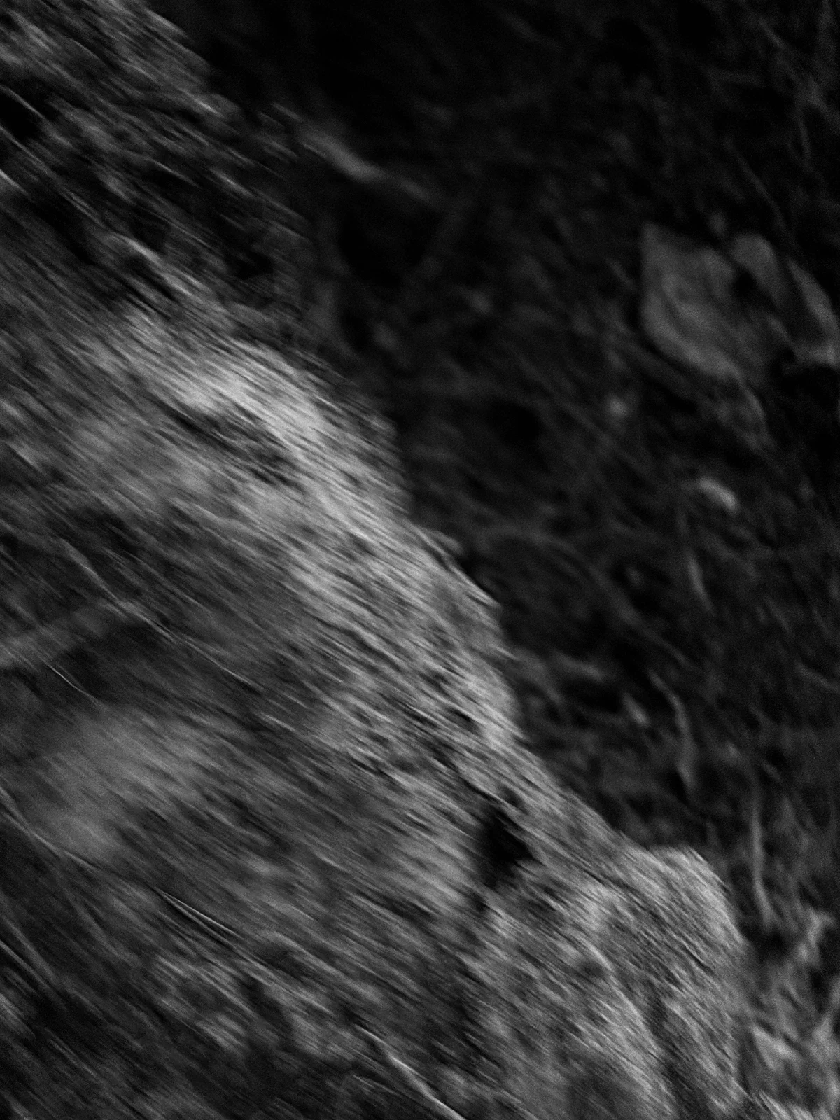 A close view of a tree trunk blurred by movement, with fallen leaves behind it.